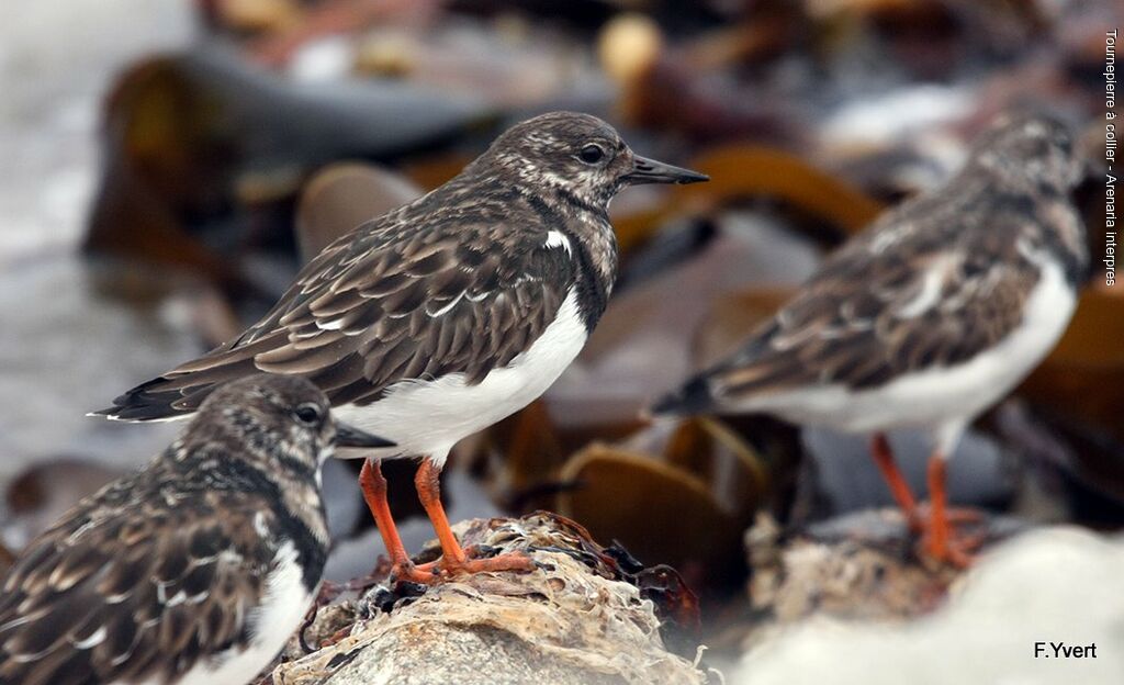 Tournepierre à collier, identification, Comportement