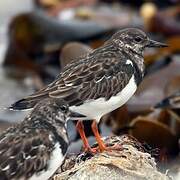 Ruddy Turnstone