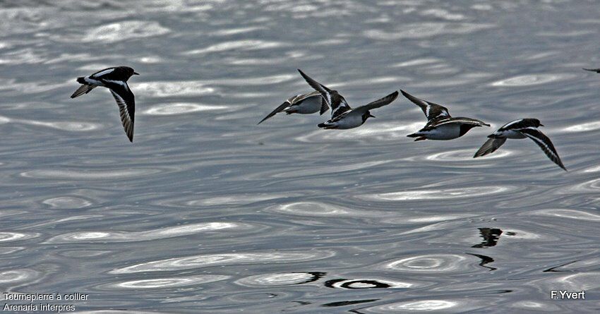 Ruddy Turnstone, Flight