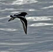 Ruddy Turnstone