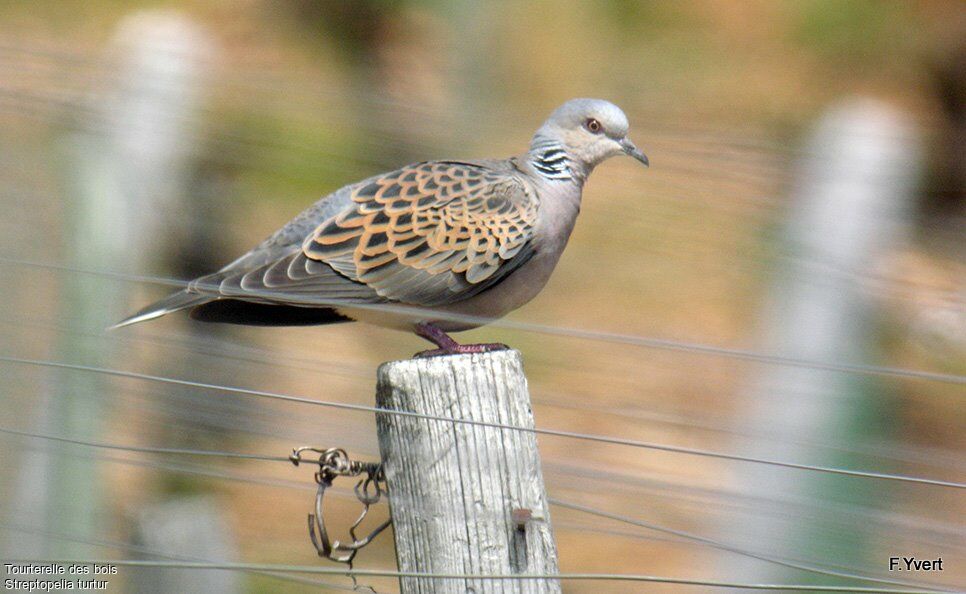 Tourterelle des bois, identification, Comportement