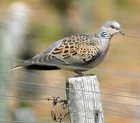 European Turtle Dove