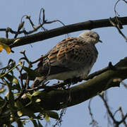 European Turtle Dove