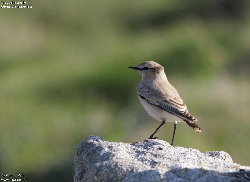 Isabelline WheatearFirst year, identification