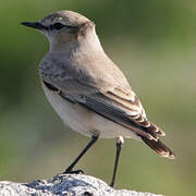 Isabelline Wheatear