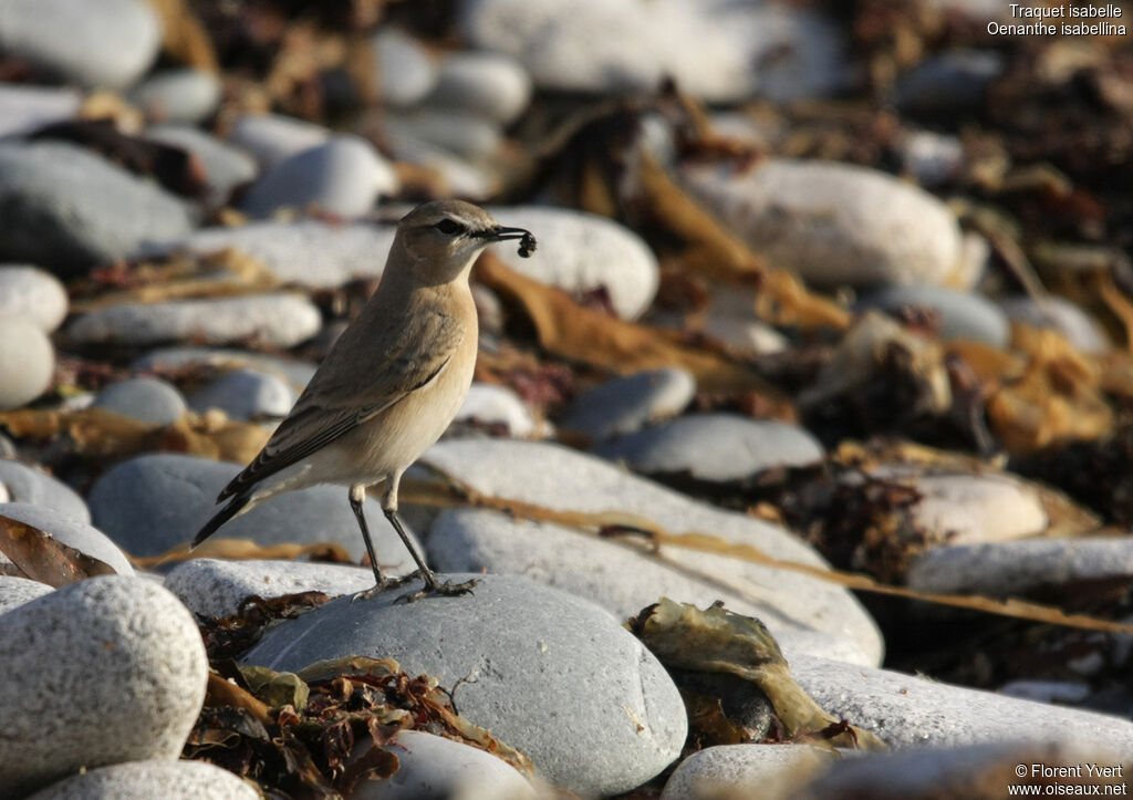 Isabelline WheatearFirst year, identification, feeding habits, Behaviour