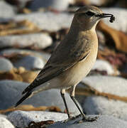 Isabelline Wheatear