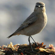 Isabelline Wheatear