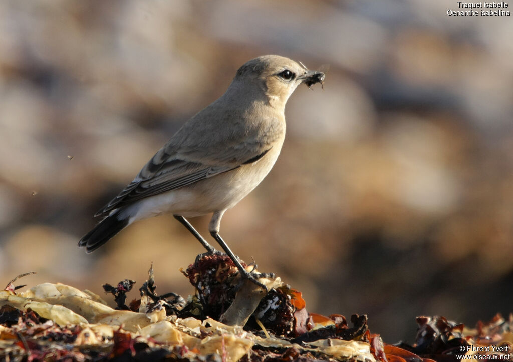 Isabelline Wheatear male First year, identification, Behaviour