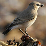 Isabelline Wheatear