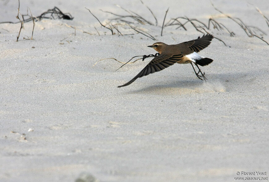 Northern Wheatear