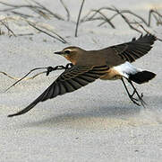 Northern Wheatear