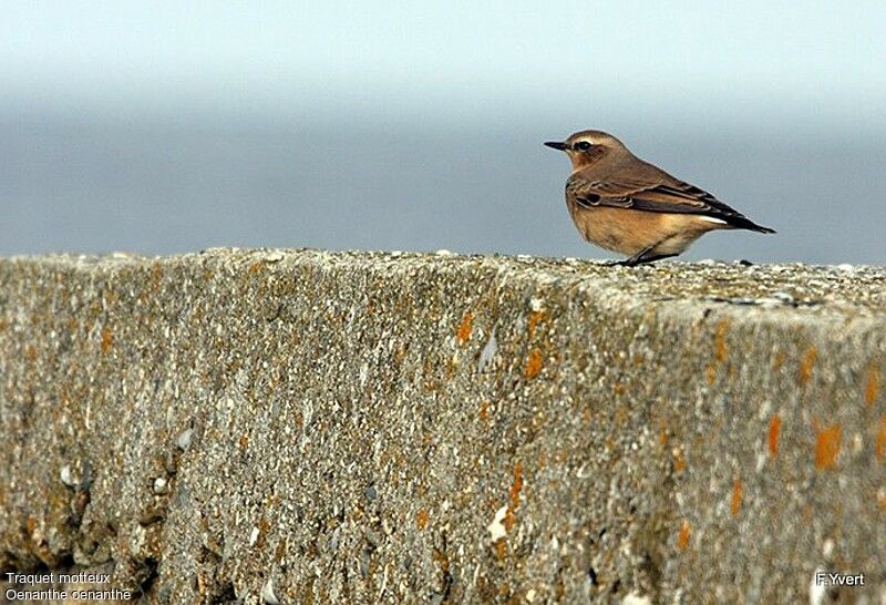 Northern WheatearFirst year, identification