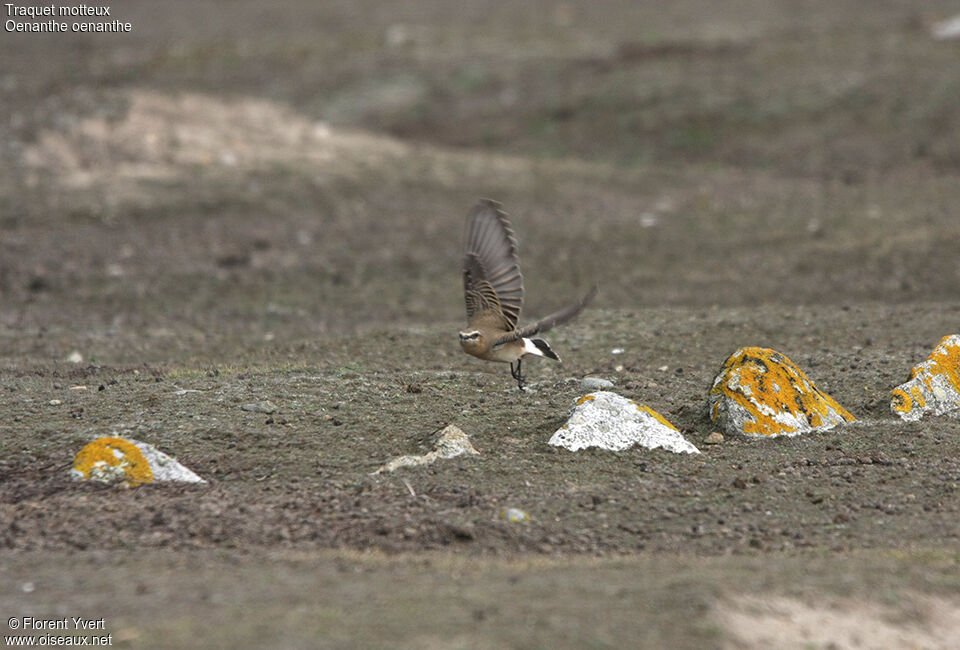 Northern Wheatear, Flight