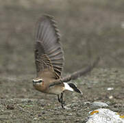 Northern Wheatear