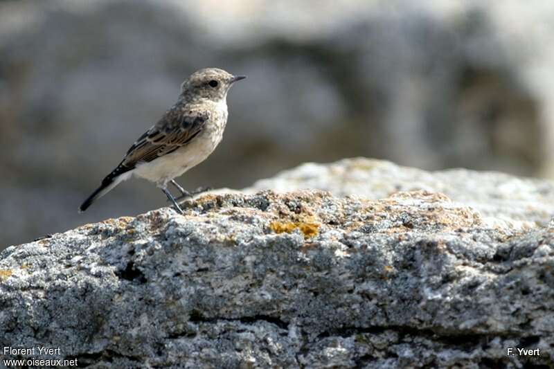 Pied Wheatearjuvenile, identification