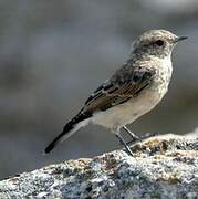 Pied Wheatear