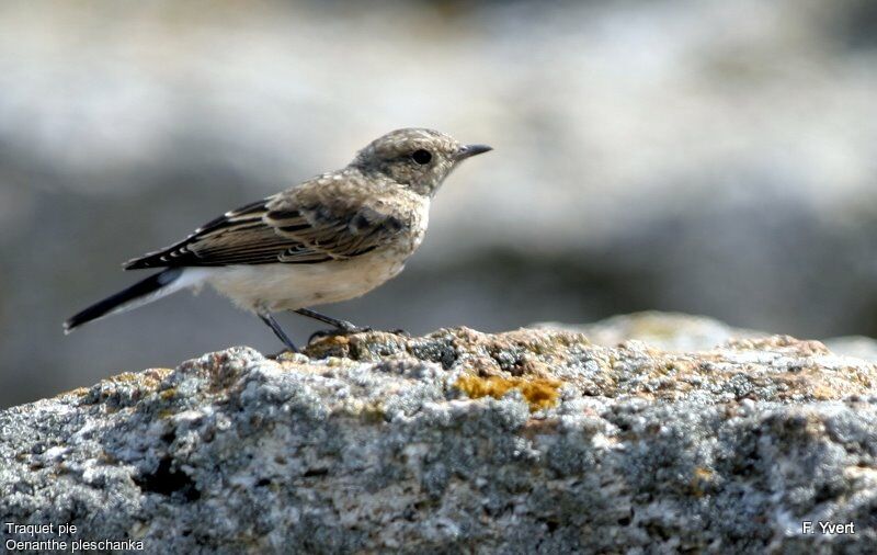 Pied WheatearFirst year, identification