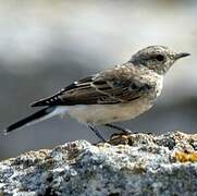 Pied Wheatear