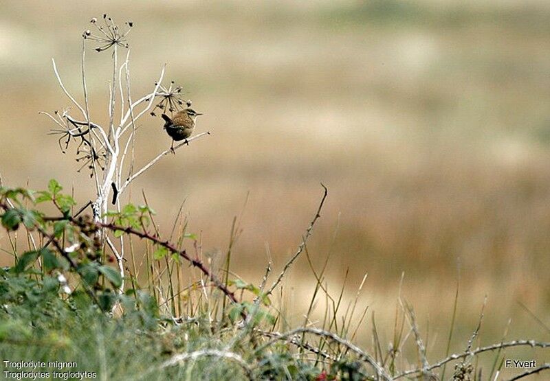 Eurasian Wren, Behaviour