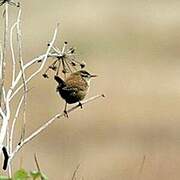 Eurasian Wren