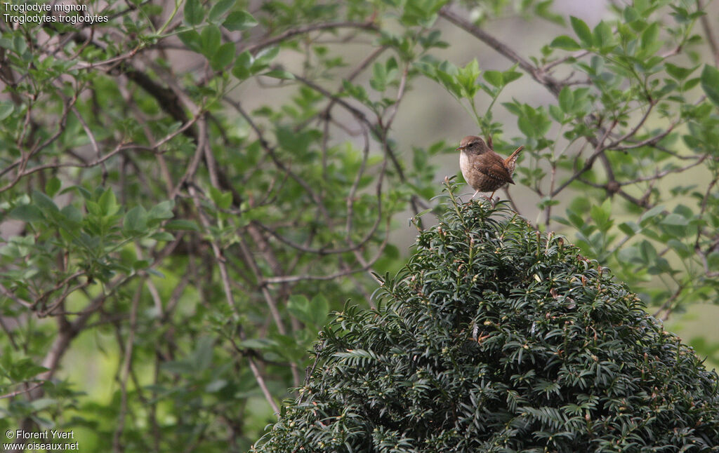 Eurasian Wren