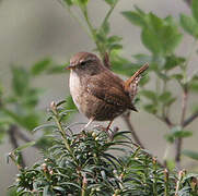 Eurasian Wren