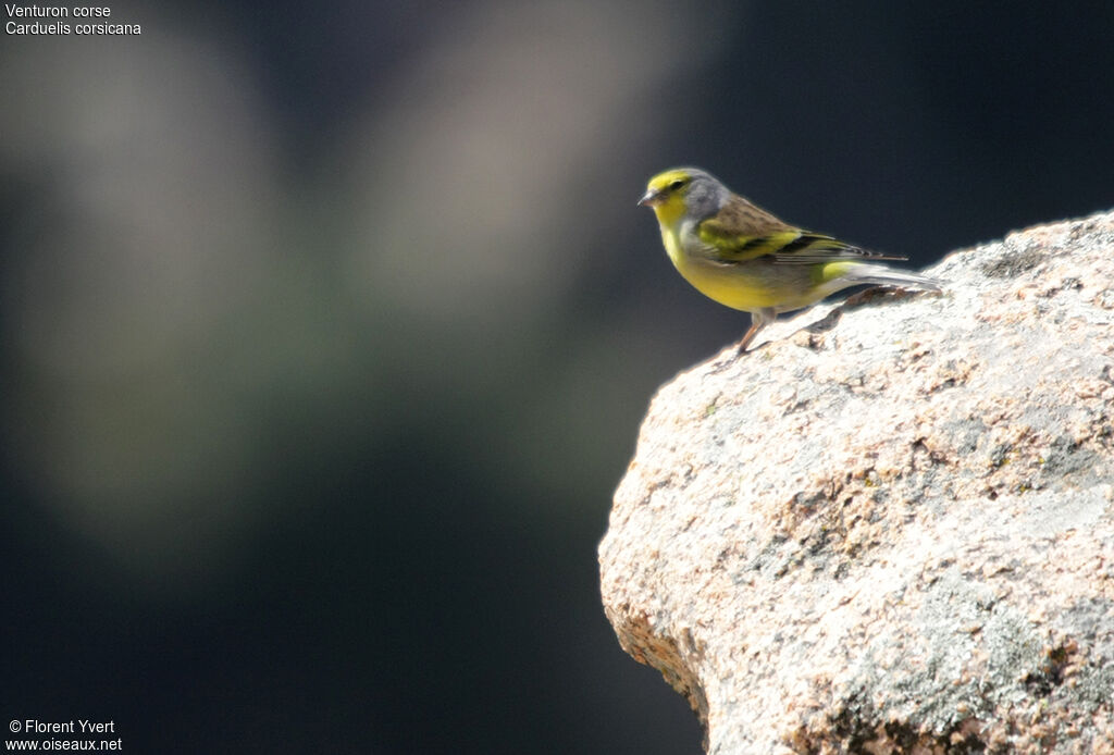 Corsican Finch