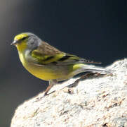 Corsican Finch