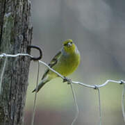 Corsican Finch