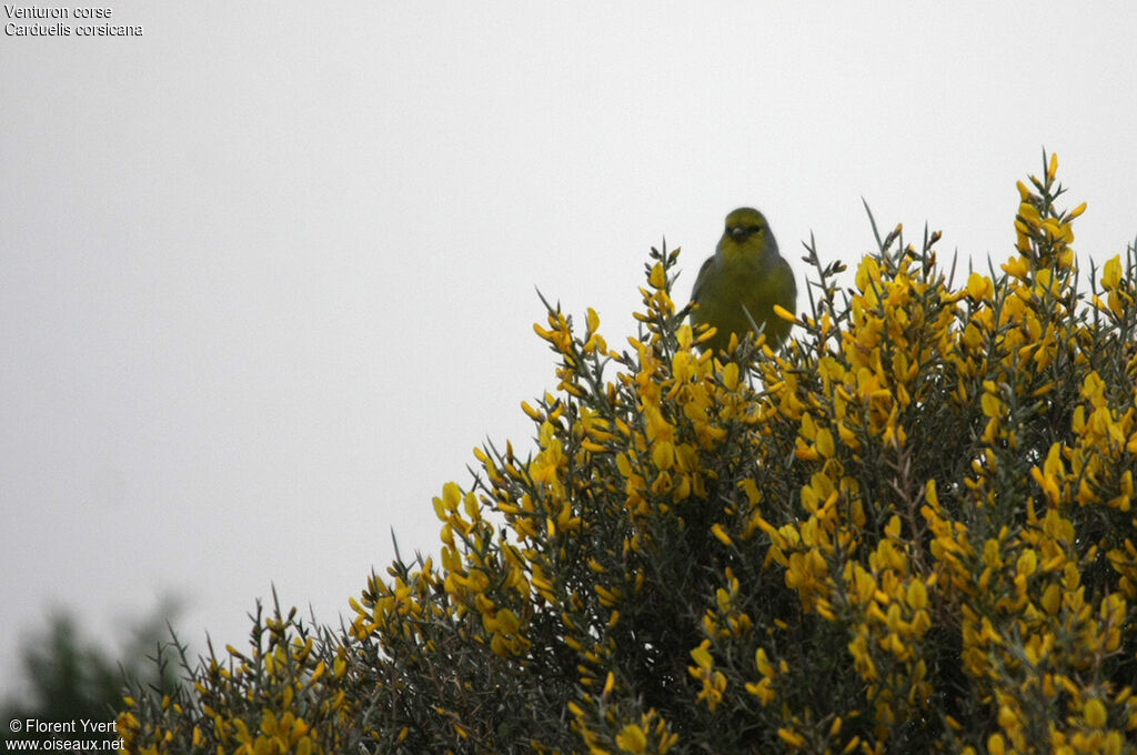 Corsican Finch