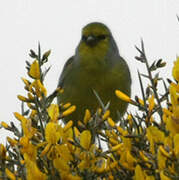 Corsican Finch