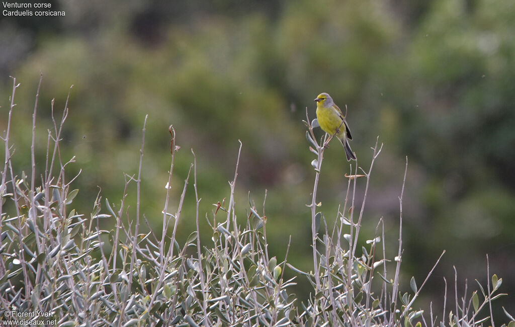 Corsican Finch