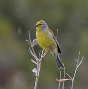 Corsican Finch