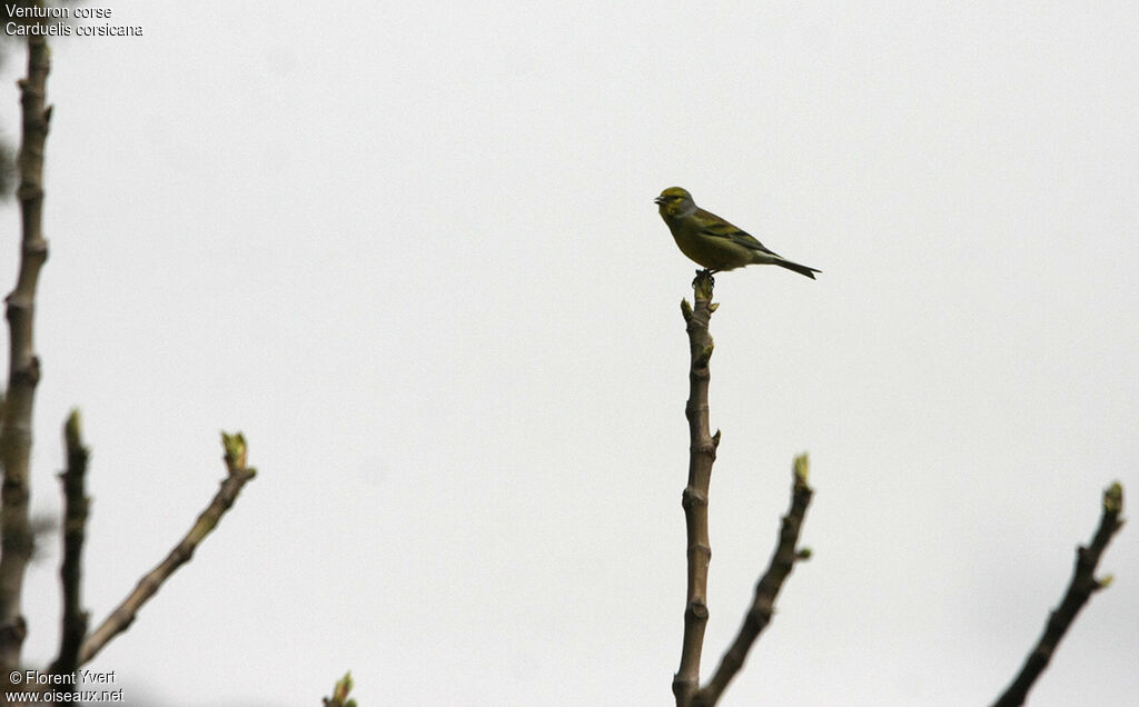 Corsican Finch male adult, song