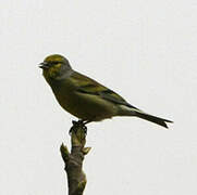 Corsican Finch