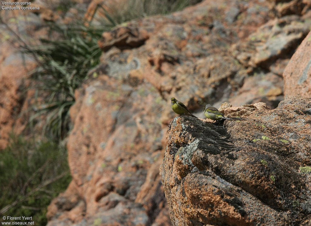 Corsican Finch , Reproduction-nesting