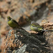 Corsican Finch