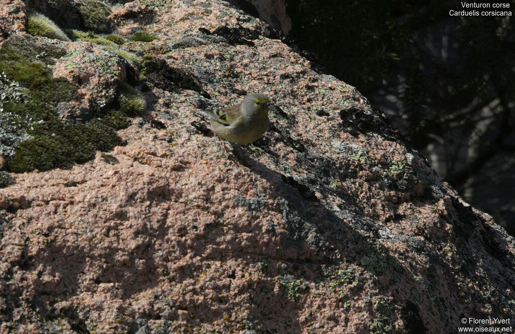 Corsican Finch