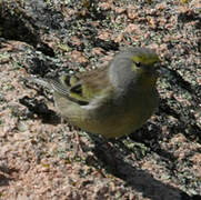 Corsican Finch