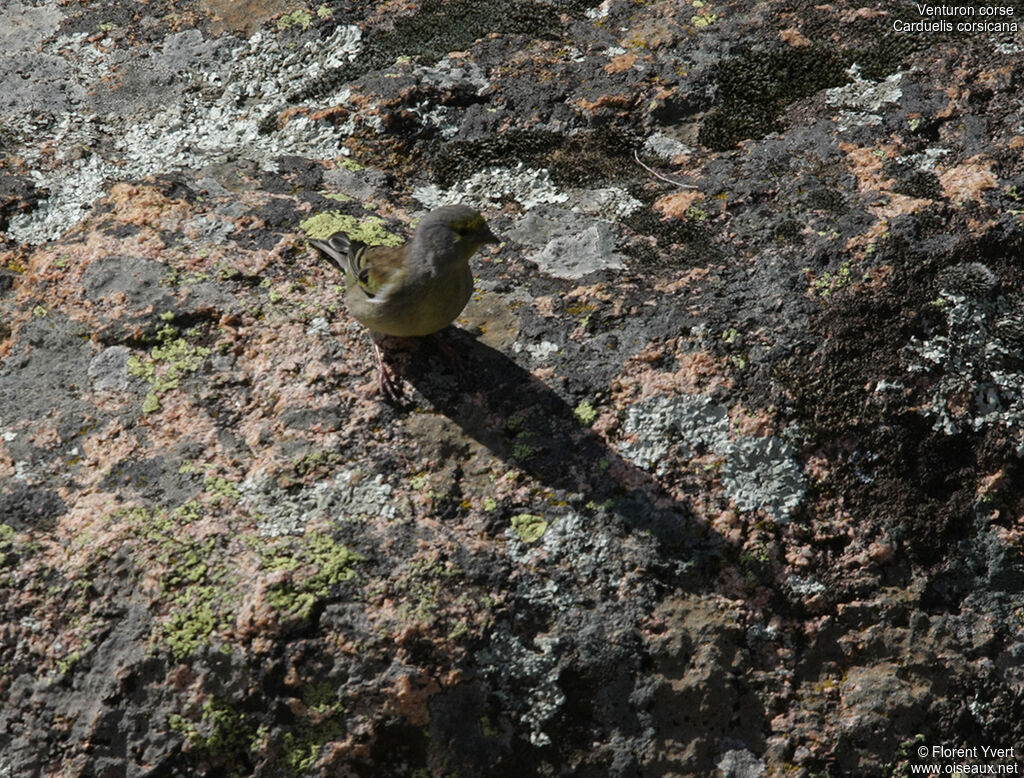 Corsican Finch