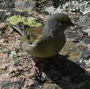 Corsican Finch