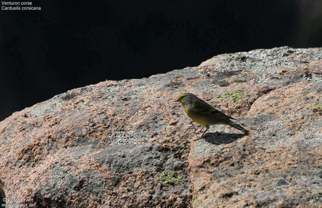 Corsican Finch