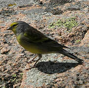 Corsican Finch