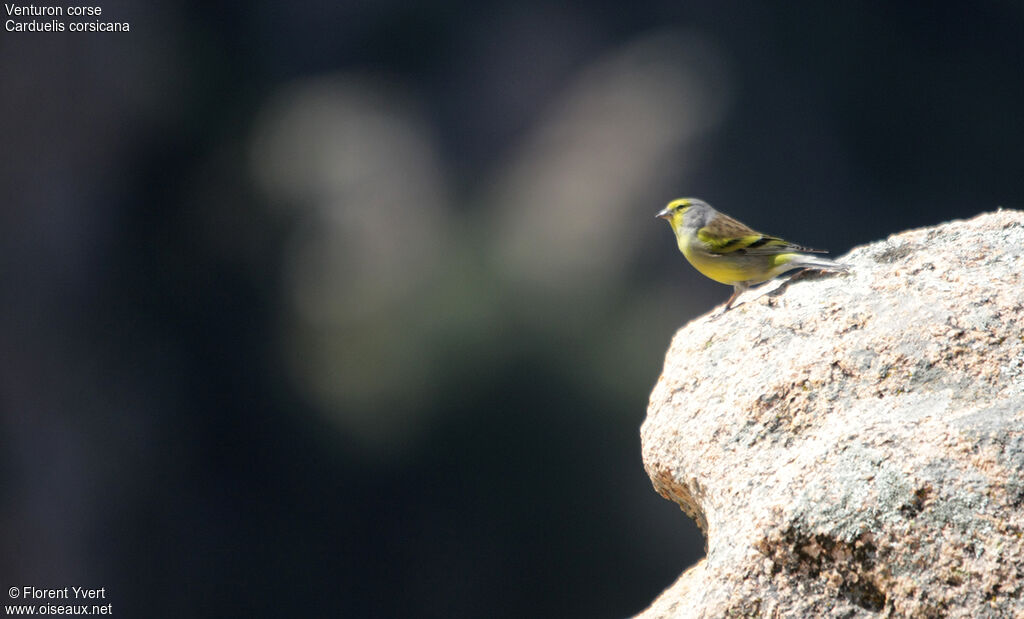 Corsican Finch