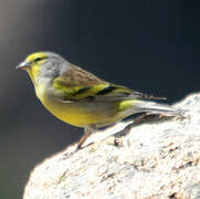 Corsican Finch