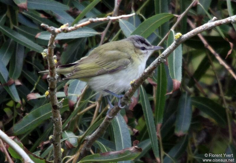 Red-eyed Vireo, identification