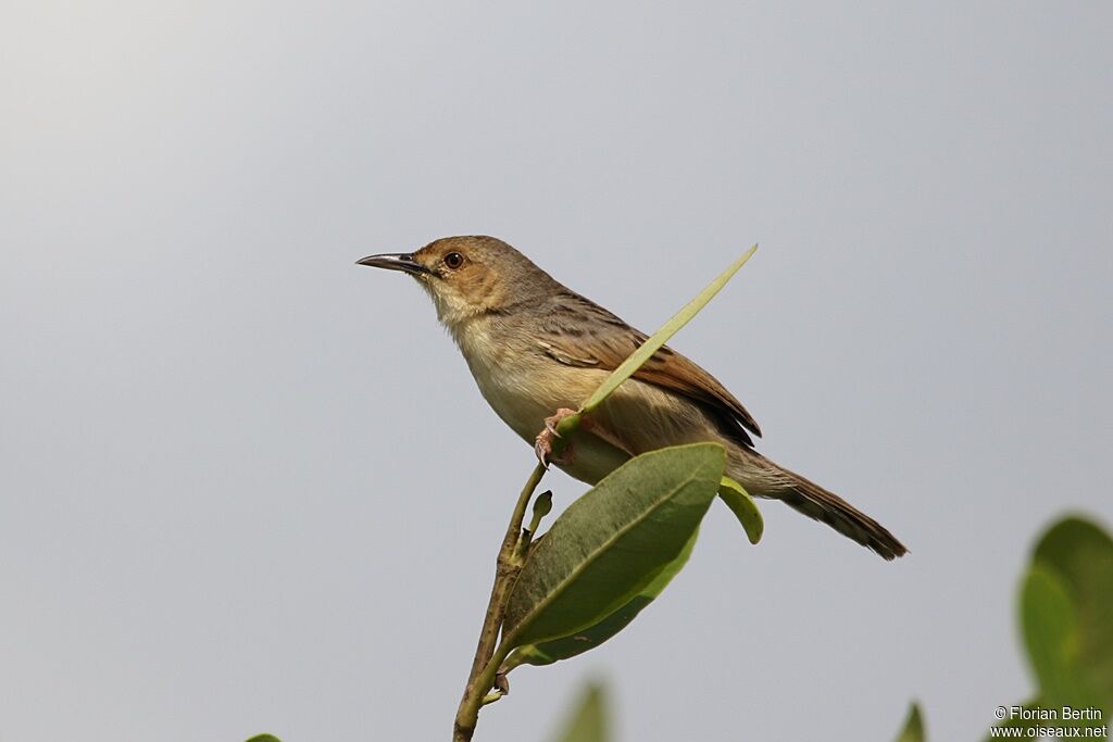 Winding Cisticolaadult, identification