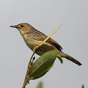 Winding Cisticola