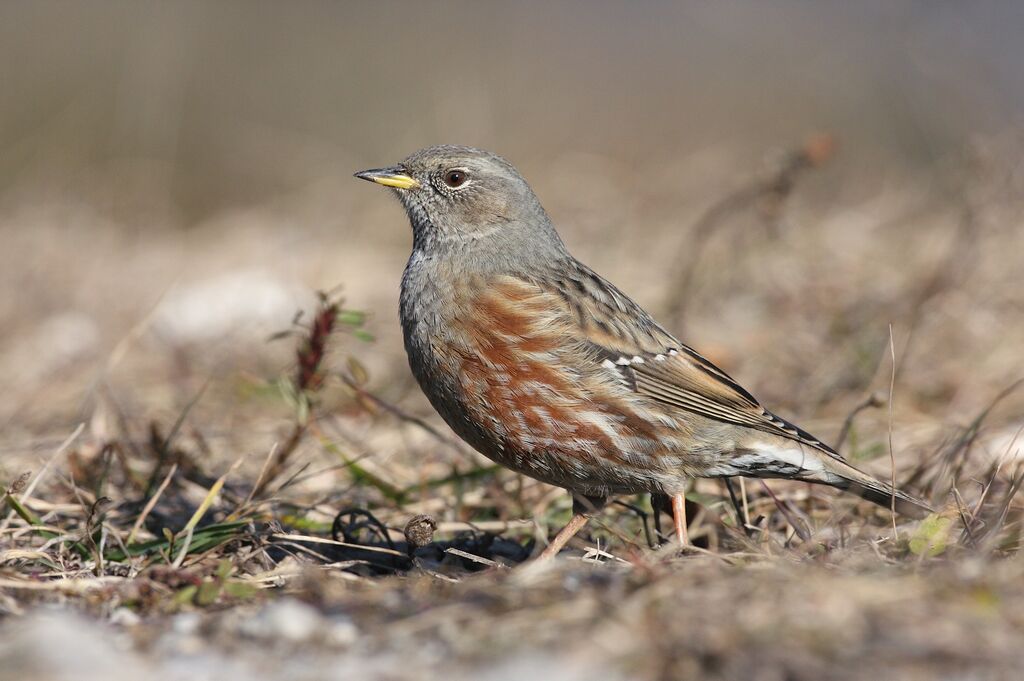 Alpine Accentor